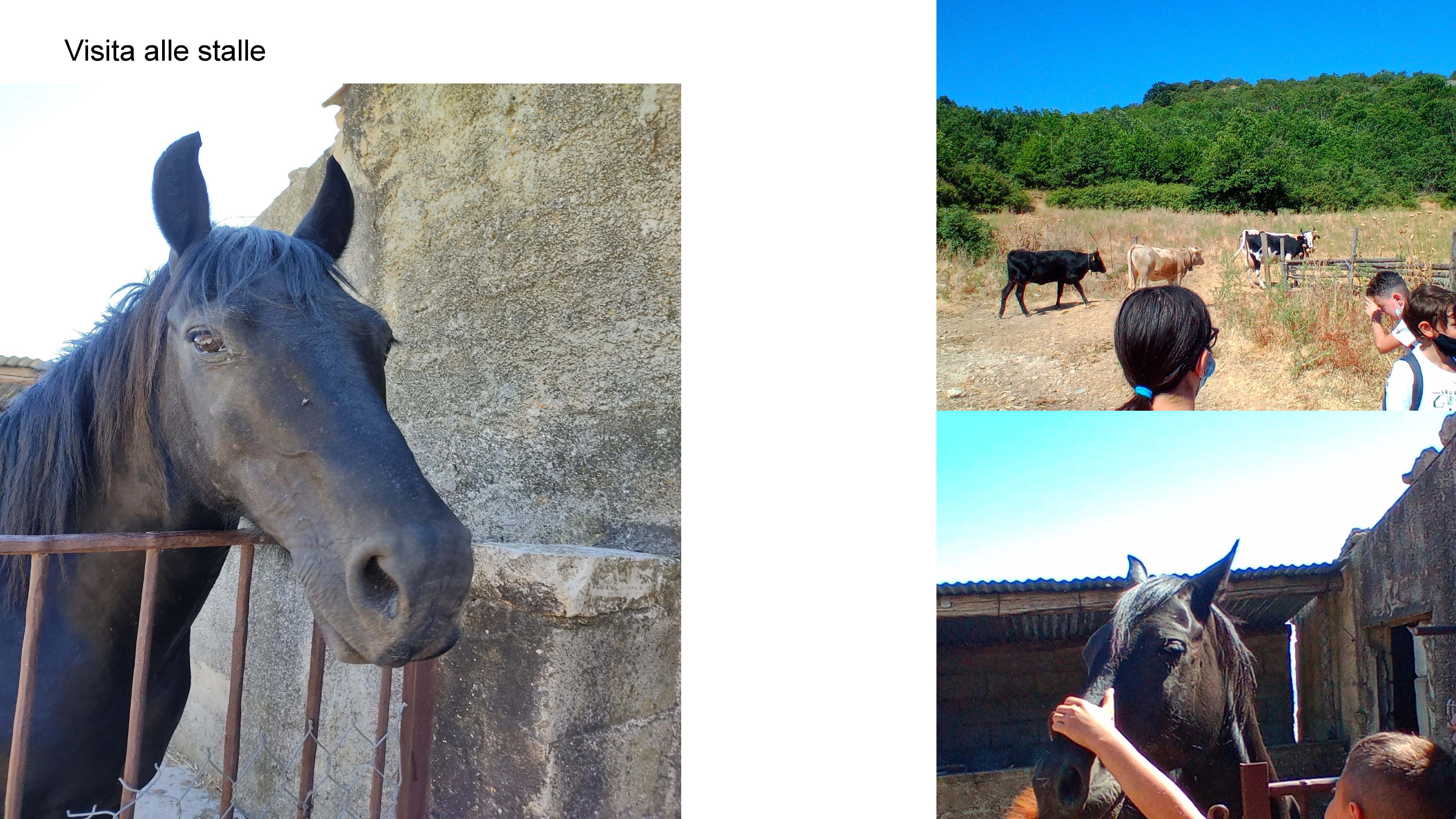 MODULI PON PERCORSO NATURALISTICO E ALLA SCOPERTA DEL MONDO Page 06