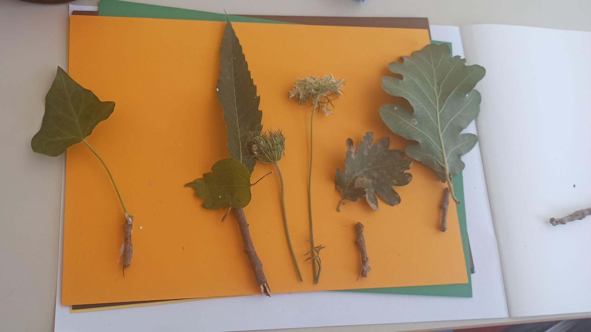 MODULI PON PERCORSO NATURALISTICO E ALLA SCOPERTA DEL MONDO Page 20